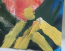 ifinta logo