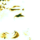 marcusaurelius logo