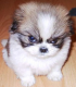 desolator logo