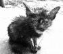 dirtycat logo