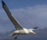 wandering-albatross logo