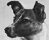 noitev logo